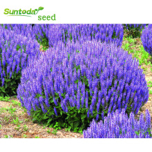 expeter supplier asian garden indoesnisa Mayasia Sakata flower Salvia seeds